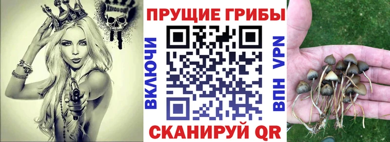купить наркоту  кракен маркетплейс  Галлюциногенные грибы Psilocybine cubensis  Коммунар 